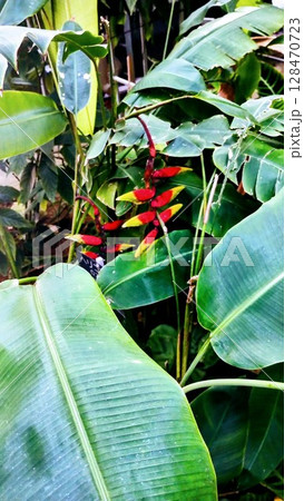 筑波実験植物園のウナズキヘリコニア 筑波実験植物園のウナズキヘリコニア 128470723