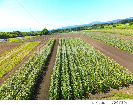 夏の北海道函館市で収穫間近のトウモロコシ畑の風景を空撮 夏の北海道函館市で収穫間近のトウモロコシ畑の風景を空撮 128470763