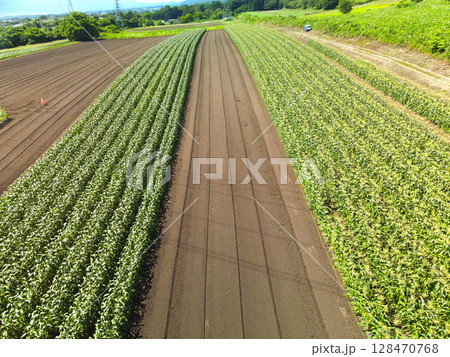夏の北海道函館市で収穫間近のトウモロコシ畑の風景を空撮 夏の北海道函館市で収穫間近のトウモロコシ畑の風景を空撮 128470768