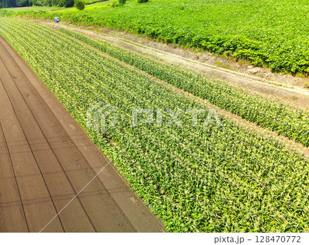 夏の北海道函館市で収穫間近のトウモロコシ畑の風景を空撮 夏の北海道函館市で収穫間近のトウモロコシ畑の風景を空撮 128470772