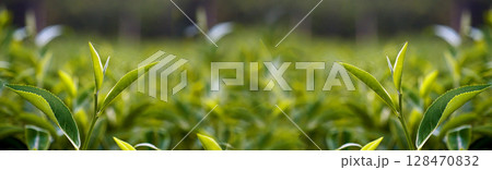 Banner Green tea tree leaves camellia sinensis organic farm sunlight. Panorama Fresh young tender bud herbal farm in morning. Banner Sunlight Green tea tree plant. Wide Green Tea Tree with copy space Banner Green tea tree leaves camellia sinensis organic farm sunlight. Panorama Fresh young tender bud herbal farm in morning. Banner Sunlight Green tea tree plant. Wide Green Tea Tree with copy space 128470832
