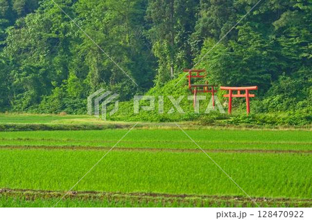 深緑に映える森の神社 深緑に映える森の神社 128470922