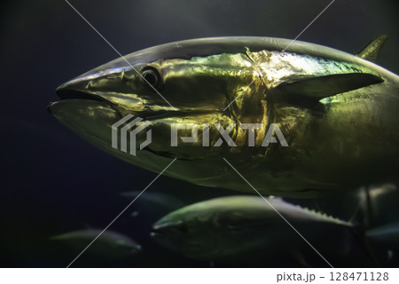 水槽の中で泳ぐ魚 水槽の中で泳ぐ魚 128471128