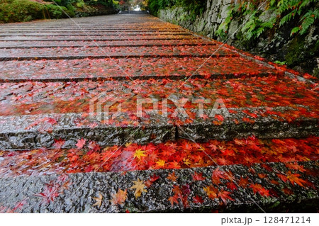 秋の粟生光明寺の女坂 秋の粟生光明寺の女坂 128471214