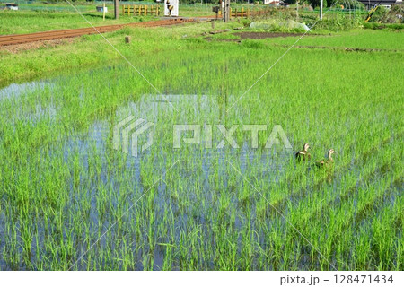 緑一面になってきた梅雨明けの田んぼを泳ぐかも2匹 128471434