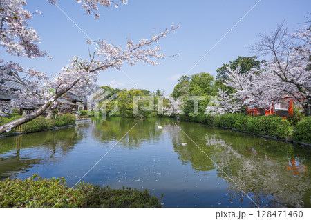 京都 神泉苑の桜 京都 神泉苑の桜 128471460
