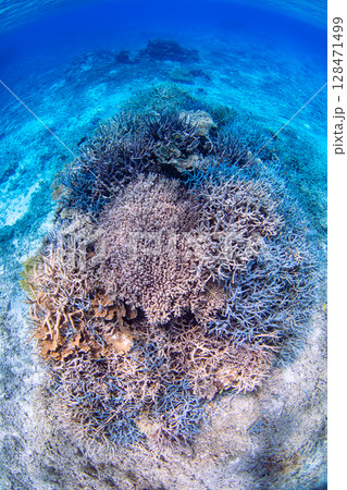 珊瑚の海 128471499