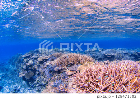 青い海とサンゴ 128471502