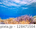 青い海とサンゴ 128471504