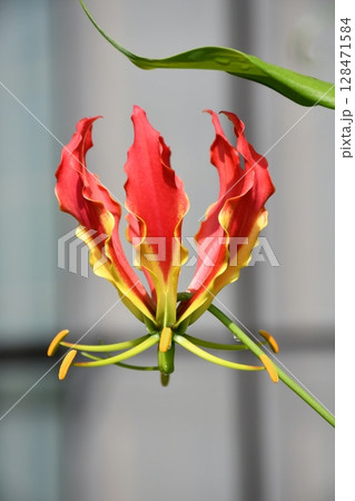 開花したグロリオサ 炎のような赤い花 開花したグロリオサ 炎のような赤い花 128471584