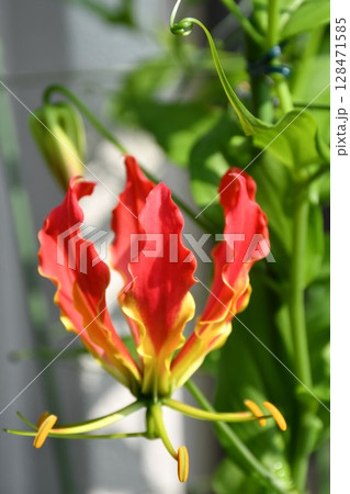 開花したグロリオサ 炎のような赤い花 開花したグロリオサ 炎のような赤い花 128471585