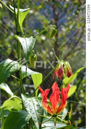 開花したグロリオサ　炎のような赤い花 128471594