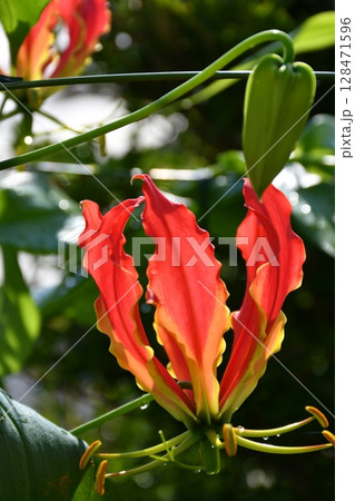 開花したグロリオサ 炎のような赤い花 開花したグロリオサ 炎のような赤い花 128471596