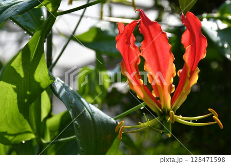 開花したグロリオサ　炎のような赤い花 128471598