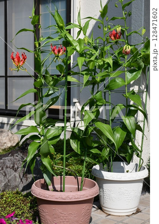 開花したグロリオサ 炎のような赤い花 開花したグロリオサ 炎のような赤い花 128471602