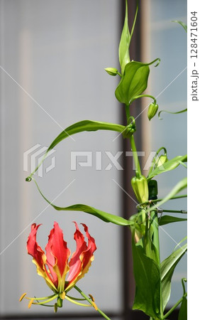 開花したグロリオサ　炎のような赤い花 128471604