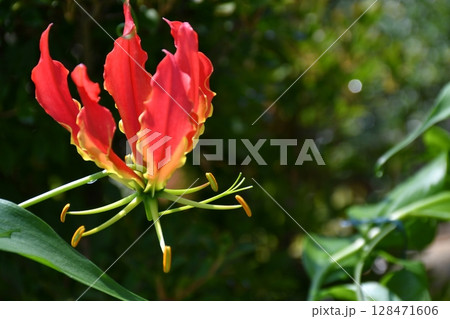 開花したグロリオサ　炎のような赤い花 128471606