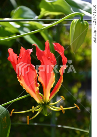 開花したグロリオサ 炎のような赤い花 開花したグロリオサ 炎のような赤い花 128471610