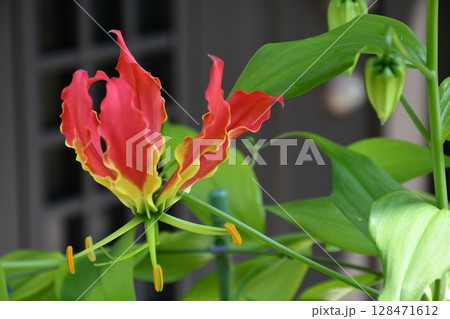 開花したグロリオサ 炎のような赤い花 開花したグロリオサ 炎のような赤い花 128471612
