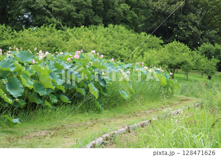 蓮池の小道 夏の日 蓮池の小道 夏の日 128471626