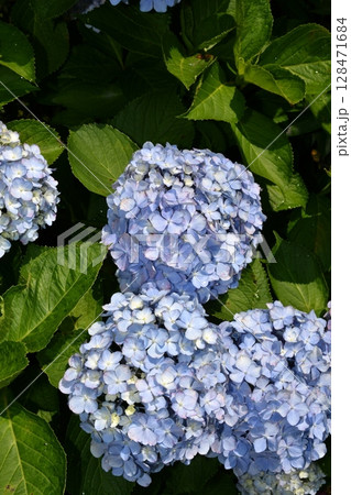 青い紫陽花 128471684