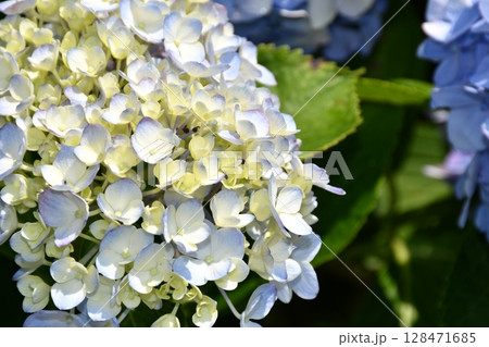青い紫陽花 青い紫陽花 128471685