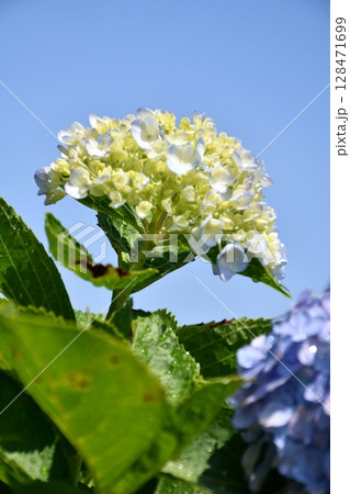 青い紫陽花 青い紫陽花 128471699