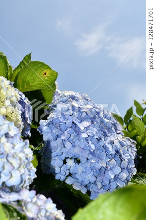 青い紫陽花 青い紫陽花 128471701