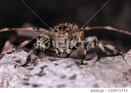 生き物　昆虫　ナガゴマフカミキリ、立派な大あごと複眼の中から生えた触角。お約束の正面顔 128471755