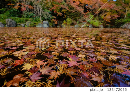 水面に積もった紅葉の池 水面に積もった紅葉の池 128472056