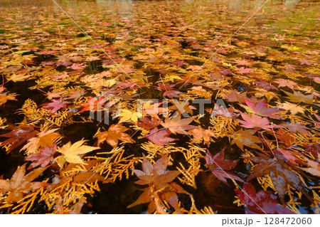 水面に積もった紅葉の池 水面に積もった紅葉の池 128472060