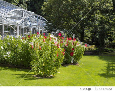 庭園に咲いたタイタンビカスの花 128472088