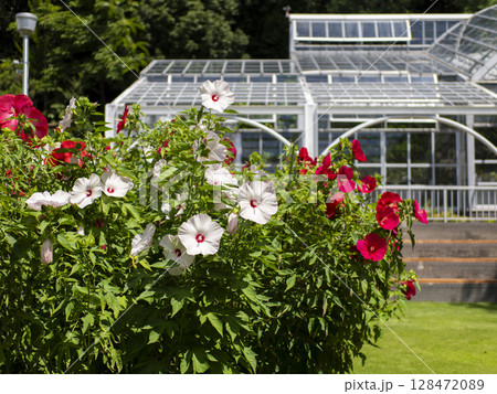 庭園に咲いたタイタンビカスの花 128472089
