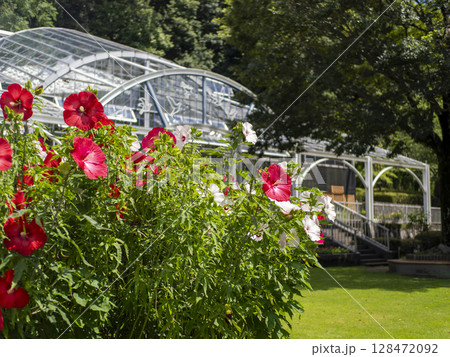 庭園に咲いたタイタンビカスの花 128472092