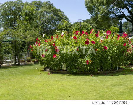 庭園に咲いたタイタンビカスの花 128472093