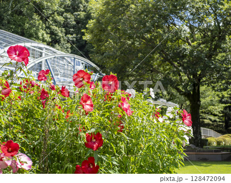 庭園に咲いたタイタンビカスの花 128472094