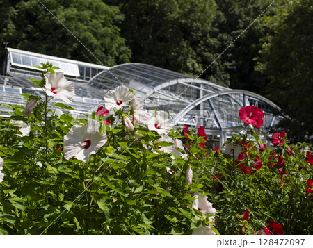 庭園に咲いたタイタンビカスの花 128472097