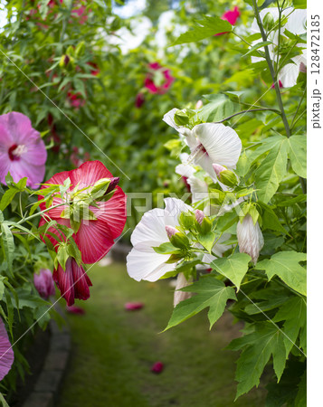 タイタンビカスのツボミと花 128472185
