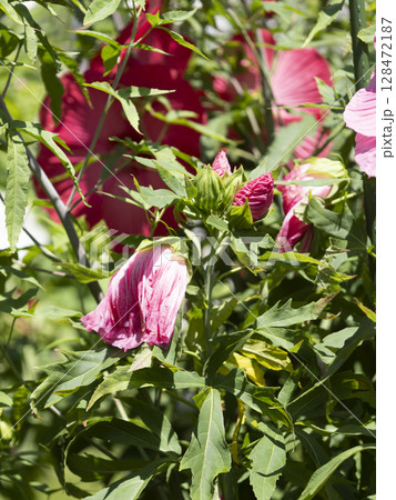 タイタンビカスのツボミと花 128472187