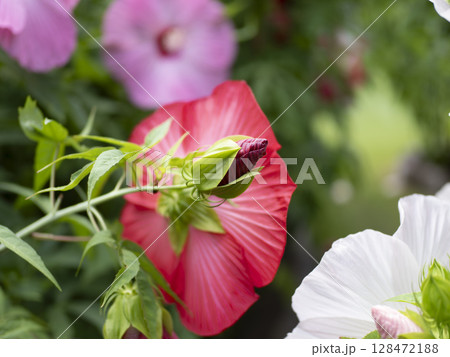 タイタンビカスのツボミと花 128472188