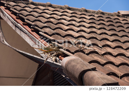 Birds nesting under old roof that loose or broken tiles and eaves. 128472209