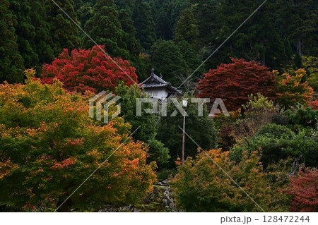 出石城の紅葉 出石城の紅葉 128472244