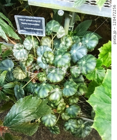 筑波実験植物園のベゴニア・ヒドロコティリフォリア 128472256