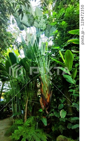 筑波実験植物園のオウギバショウ 筑波実験植物園のオウギバショウ 128472350