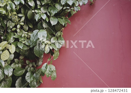 Real photograph taken by hand nature dark green leafy vine plant terracotta pink purple cement wall 128472431