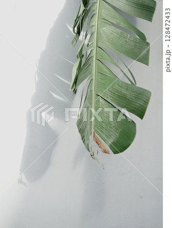 Real photo tropical banana palm leaf white wall aesthetic minimal botany natural background organic Real photo tropical banana palm leaf white wall aesthetic minimal botany natural background organic 128472433