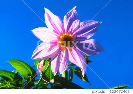 皇帝ダリア(キダチダリア)の花と青空の風景 皇帝ダリア(キダチダリア)の花と青空の風景 128472462