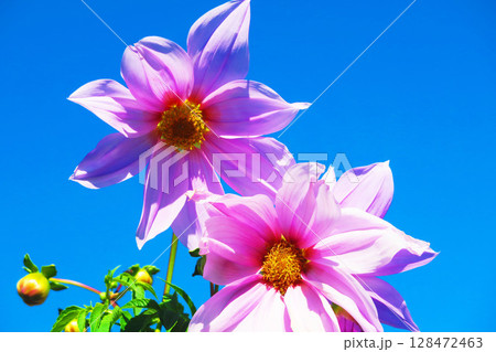 皇帝ダリア（キダチダリア）の花と青空の風景 128472463