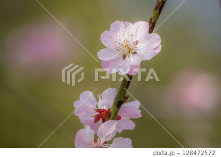 春の訪れを告げる梅の花 128472572