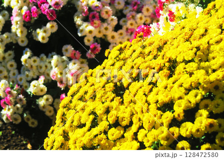 キク科の花のきれいな風景 キク科の花のきれいな風景 128472580